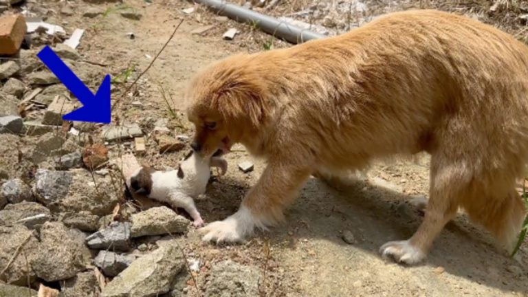 38°C, she held her baby in her mouth and ran around the garden looking for food and safe shelter
