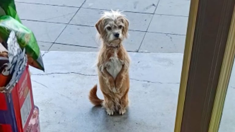 With a skinny body, she waited patiently in front of the grocery store to ask for some food