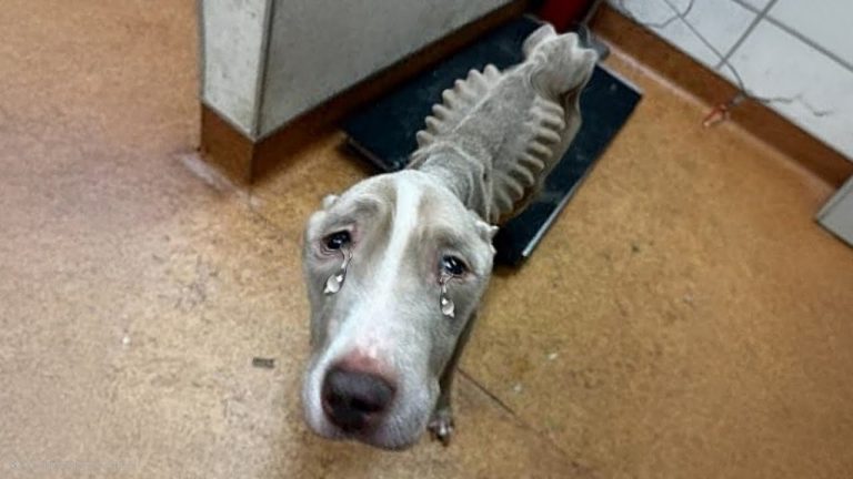 “Please don’t go..” Just skin and bones, behind the shelter door watching his owner coldly leave