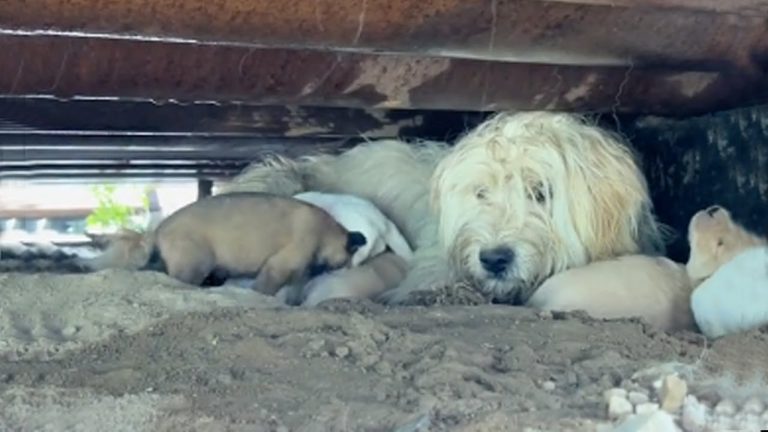 -5°C, she lay under the oil pipe using her small body to protect her 7 children from the cold