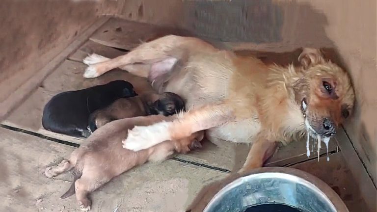 “Please save my puppies”, the poisoned mother dog spend her last energy begging to save her babies