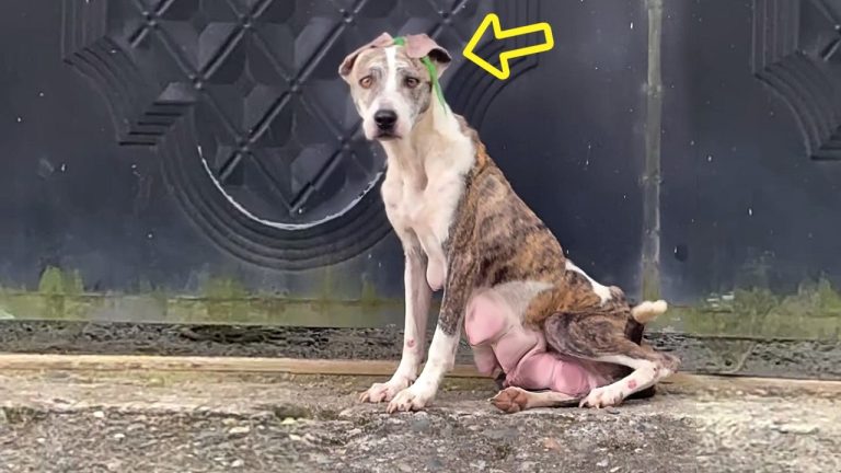 They Stole Her Babies And Left Tortured, Ears Stitched Shut… Yet She Still Waited for Kindness