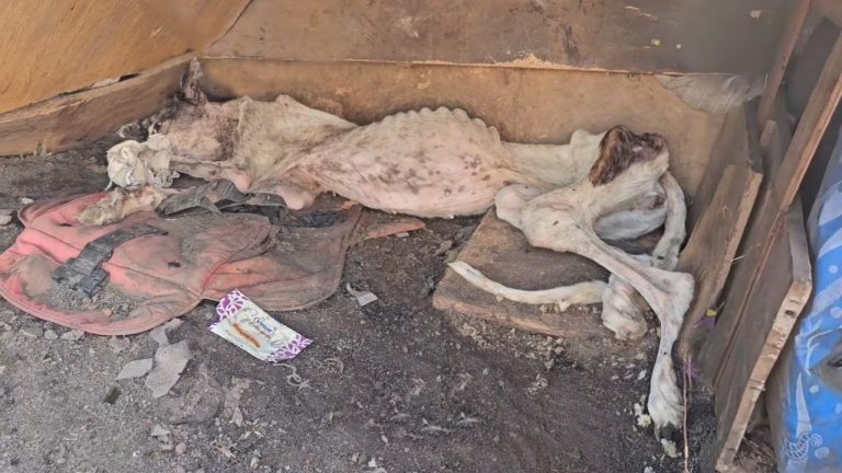 It was Like a Doll For Fun & Exploitation… And This How They Dumped Her In A Desolate Field