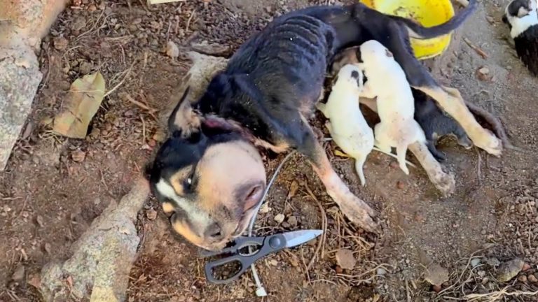 Gave birth while a rope imbedded into her neck, the mama dog squeezed her strength to feed her cubs